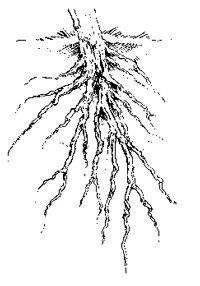 racines-de-vigne