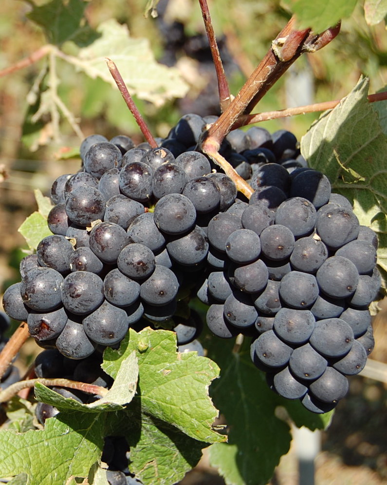 Le Pinot Meunier, cépage de l'ombre Le Blog de Plus de Bulles