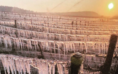 La Champagne en actu – avril 2019