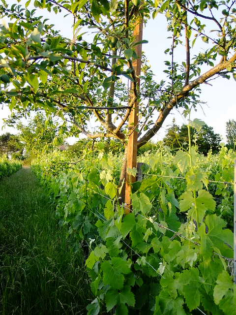 domaine.emile.grelier.agro