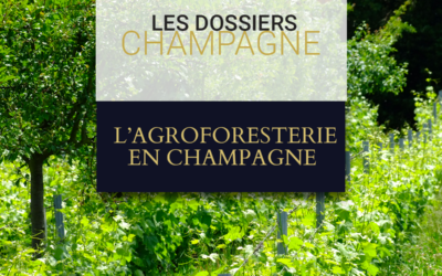 L’agroforesterie en Champagne : mode ou tendance de fond ?