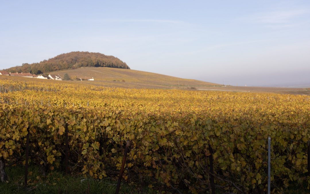 Quels sont les cépages champenois ? Les cépages uniques du champagne