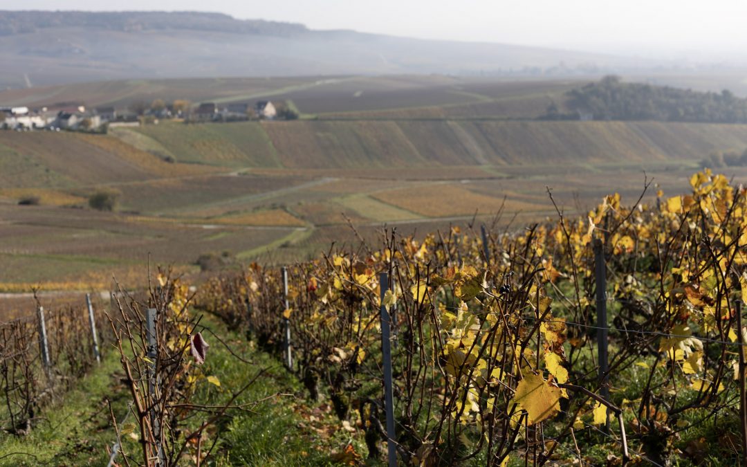 Le champagne bio et le champagne biodynamique : Définition et avis