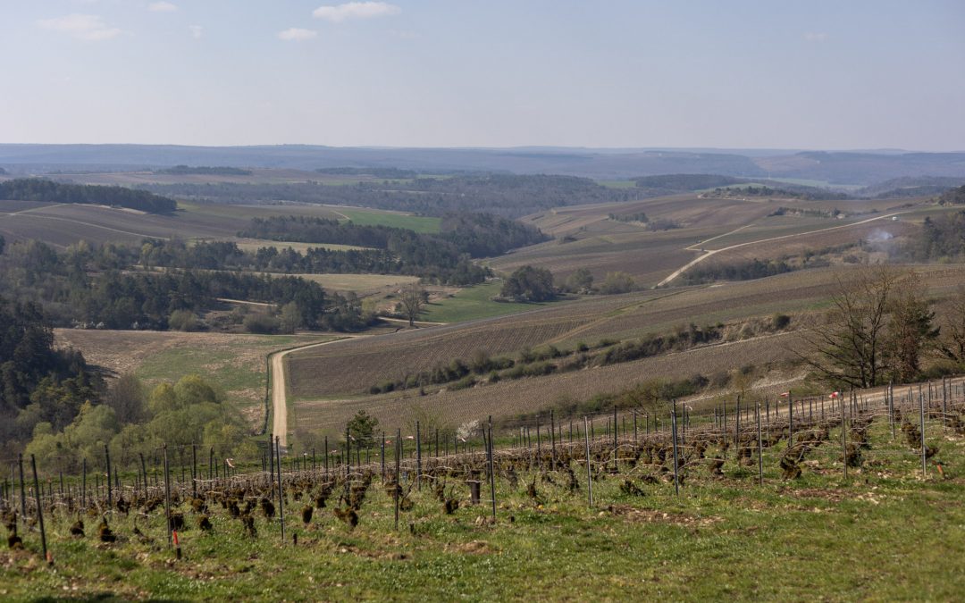 L'histoire du champagne : invention et fabrication du vin effervescent