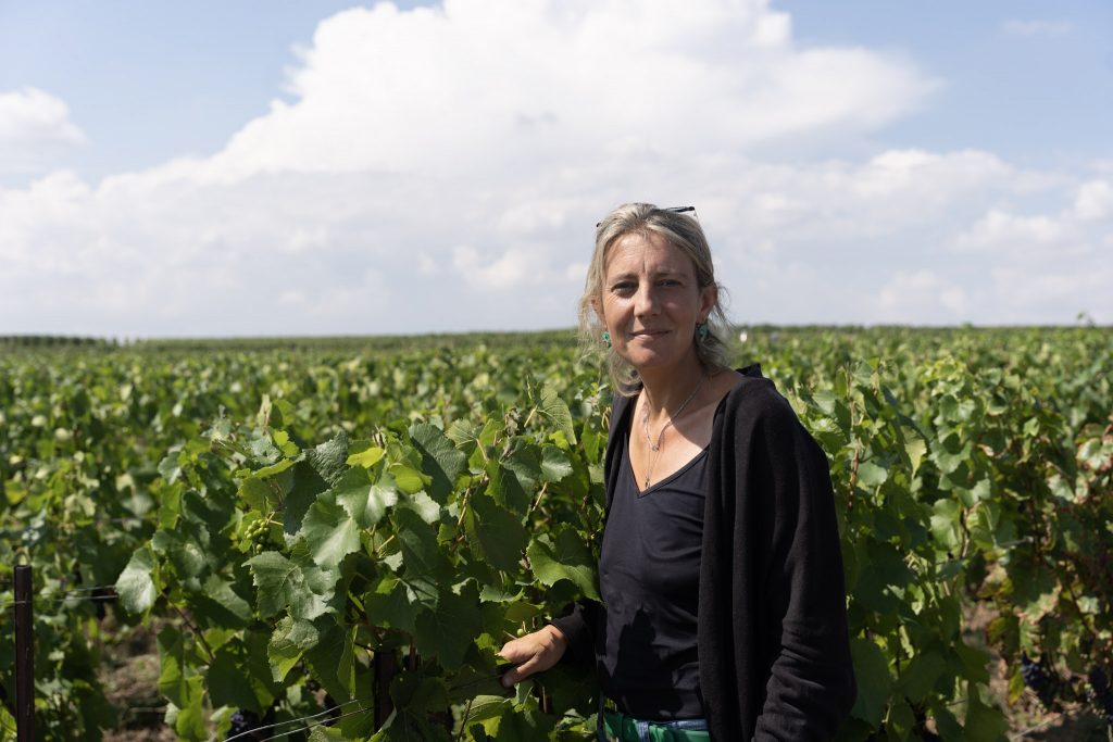 Le rôle de la terre et du climat dans la fabrication du champagne