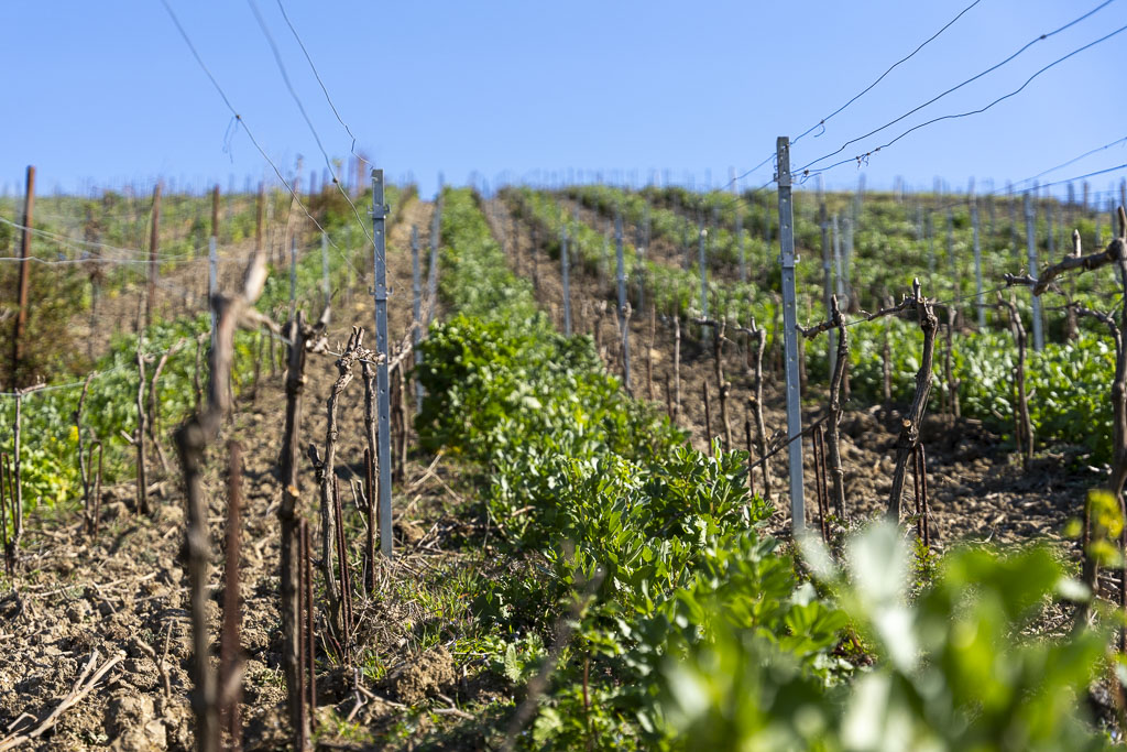Le vignoble du champagne Roederer